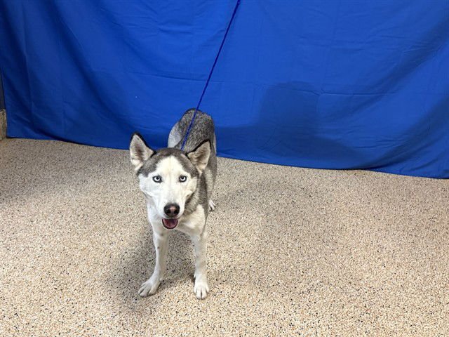BELLA - Siberian Husky available for adoption