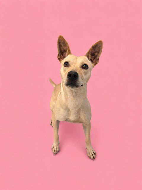 BESSY - Carolina Dog / Australian Terrier available for adoption
