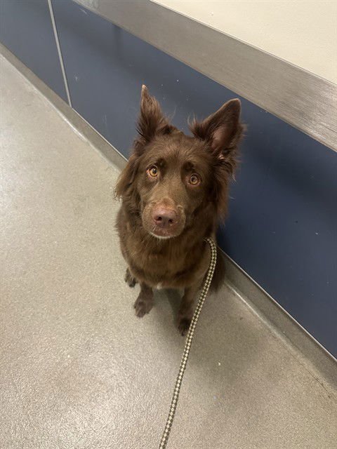 BENNIE - Australian Shepherd available for adoption