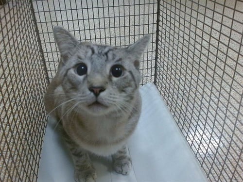 CHAMO MARLIN - Siamese available for adoption