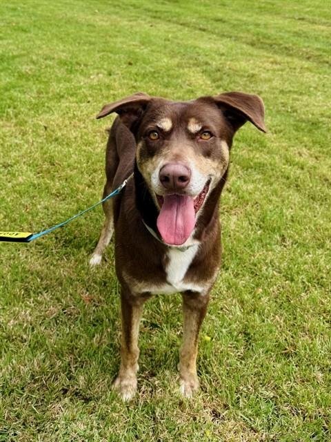 NINO - Australian Kelpie available for adoption