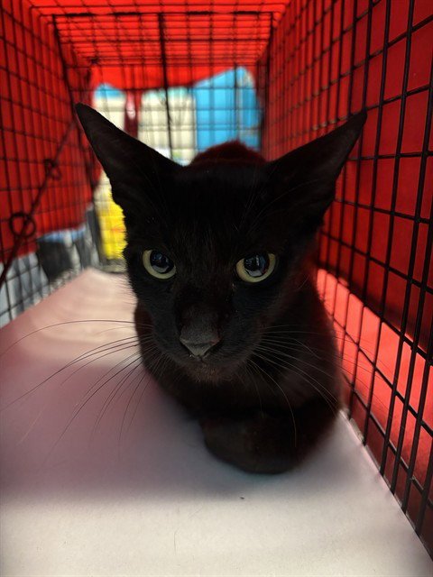 MOM - Domestic Short Hair available for adoption