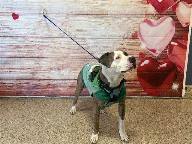 BLUE - American Bulldog available for adoption