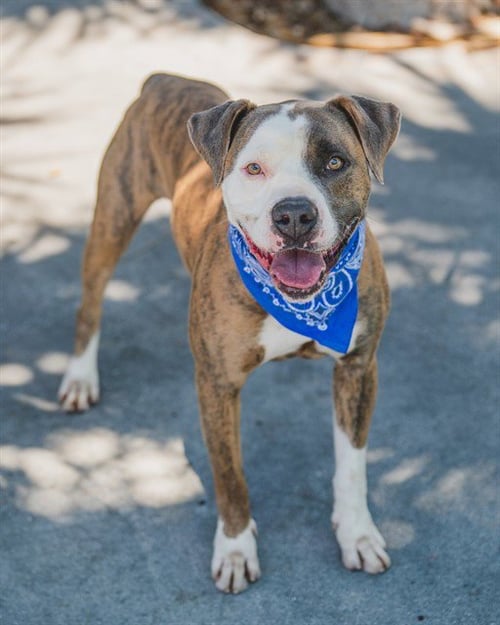 BLUE - American Bulldog for adoption in Miami