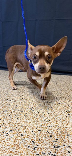 BOWIE - Chihuahua available for adoption