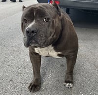 KODA - Photo 1