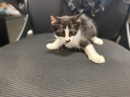 MAKO - Domestic Short Hair available for adoption