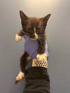 SUPPY - Domestic Short Hair available for adoption