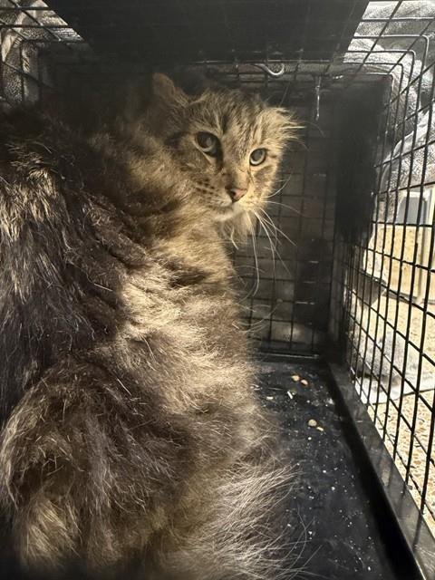 ADAM - Domestic Long Hair available for adoption