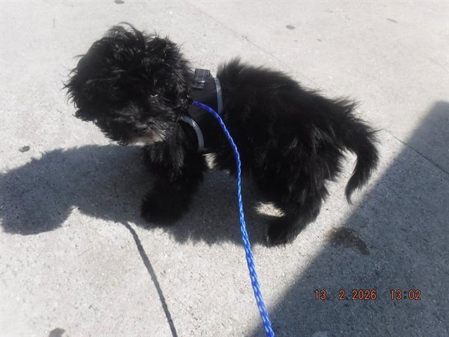 KING ARTHUR - Terrier available for adoption