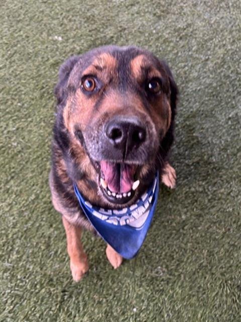 BEN - German Shepherd Dog available for adoption