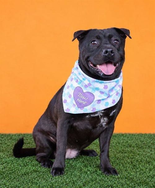 TALIA - Chinese Shar-Pei available for adoption