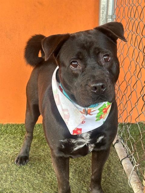 TALIA - Terrier for adoption in Hialeah