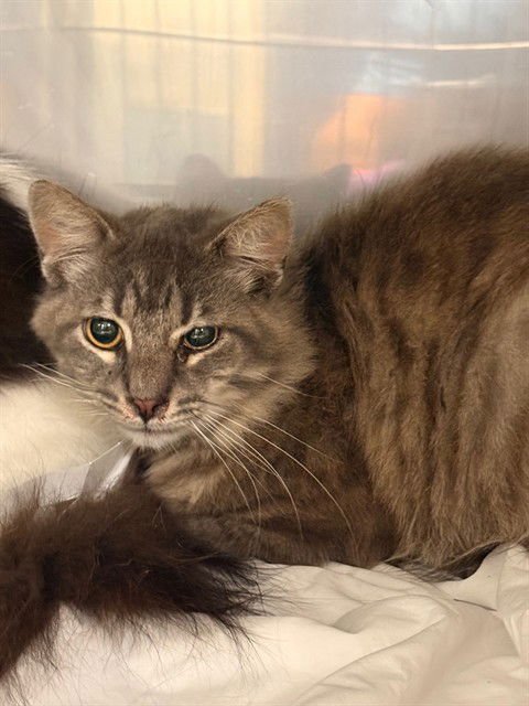 BUNCHI - Domestic Long Hair available for adoption