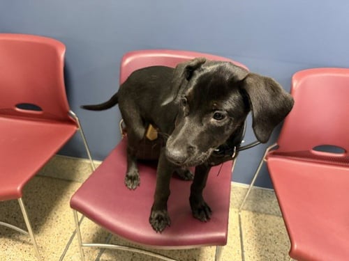 BALOO - Labrador Retriever available for adoption