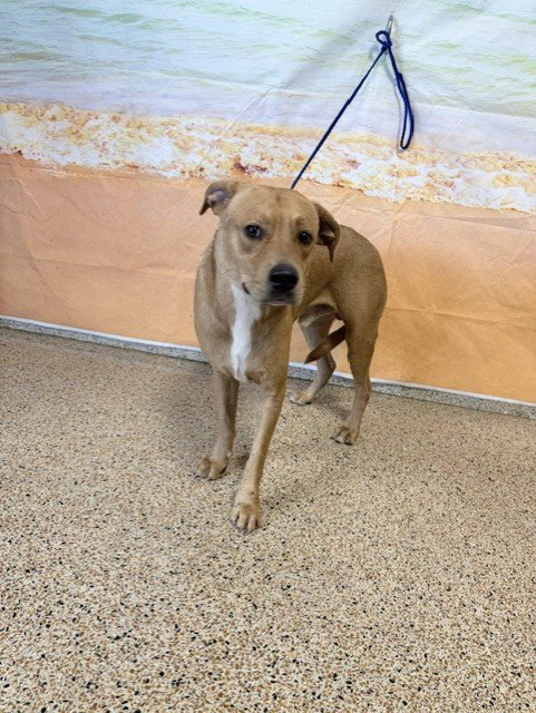 BENTLY - Labrador Retriever available for adoption
