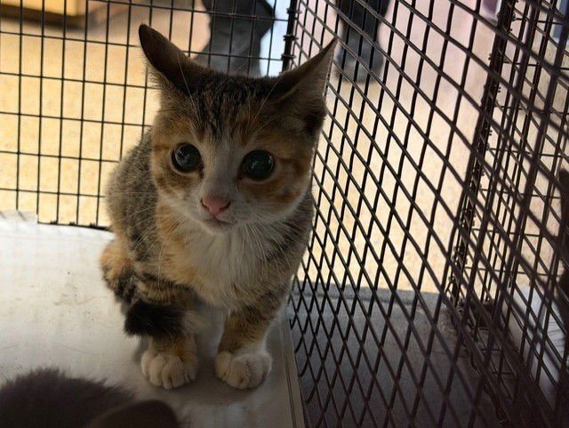 CAMI - Domestic Short Hair available for adoption