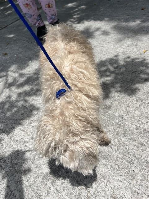 BLANCO - Maltese available for adoption