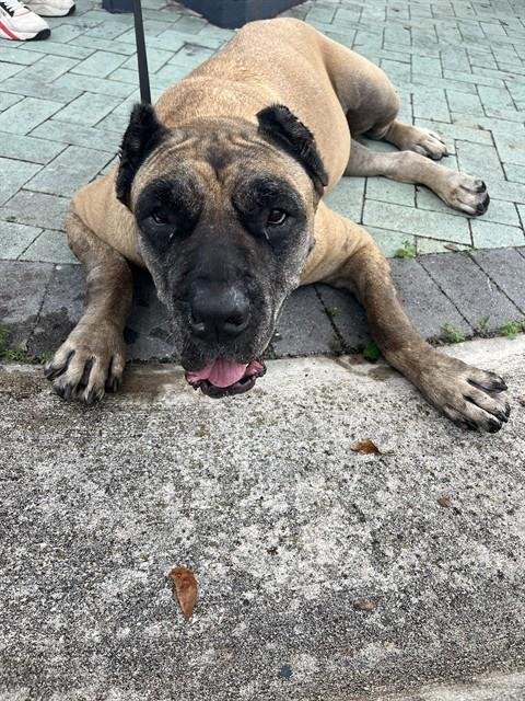 ATHENA - Presa Canario available for adoption