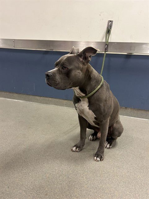 FUDGE - Pit Bull Terrier available for adoption