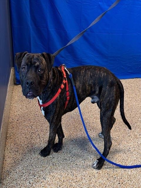 YATES - Presa Canario / American Bulldog available for adoption