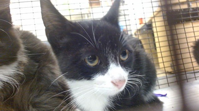 BROLLY - Domestic Short Hair available for adoption