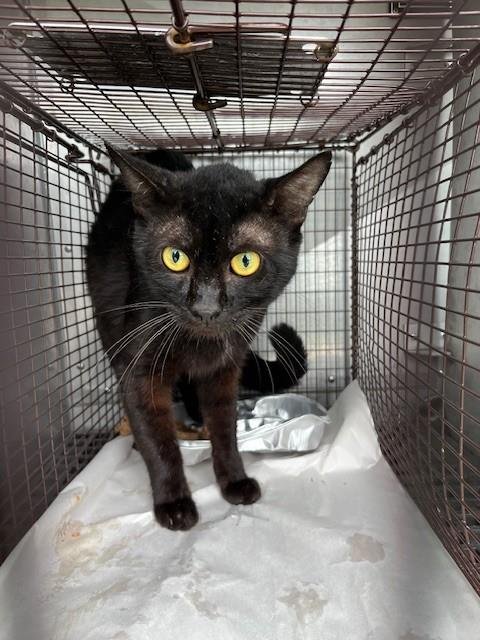 ANGEL - Domestic Short Hair available for adoption