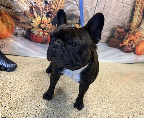 SMOKEY - French Bulldog available for adoption