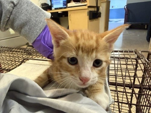 TRUFFLE - Domestic Short Hair available for adoption