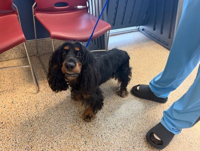 TONY - Cocker Spaniel available for adoption