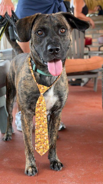 TINY - Mastiff available for adoption