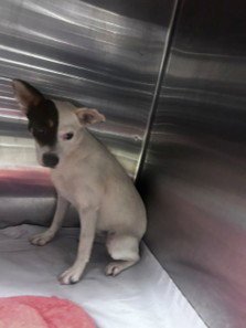 RUNE - Rat Terrier available for adoption