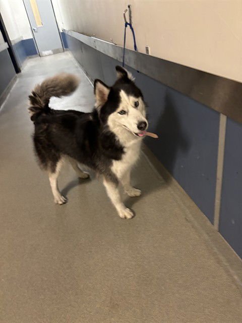 SUGAR - Siberian Husky available for adoption