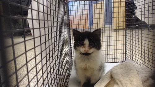 MANGO - Domestic Short Hair available for adoption