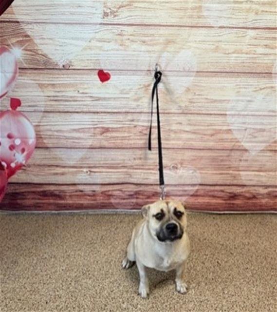 ASPEN - Black Mouth Cur available for adoption