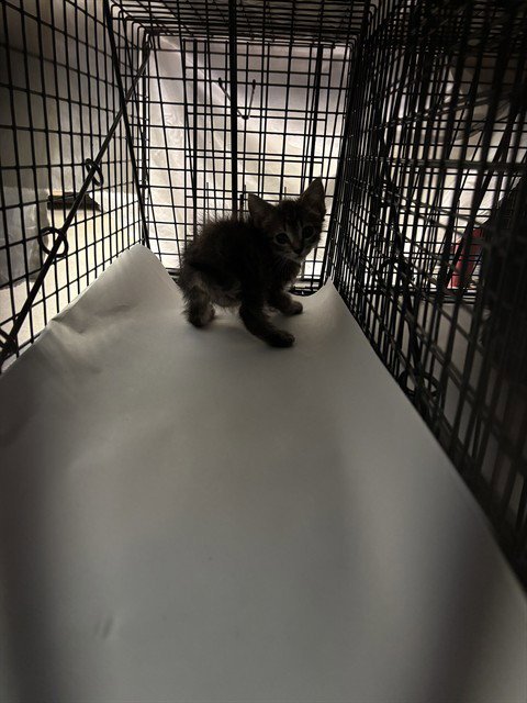 SULKI - Domestic Short Hair available for adoption