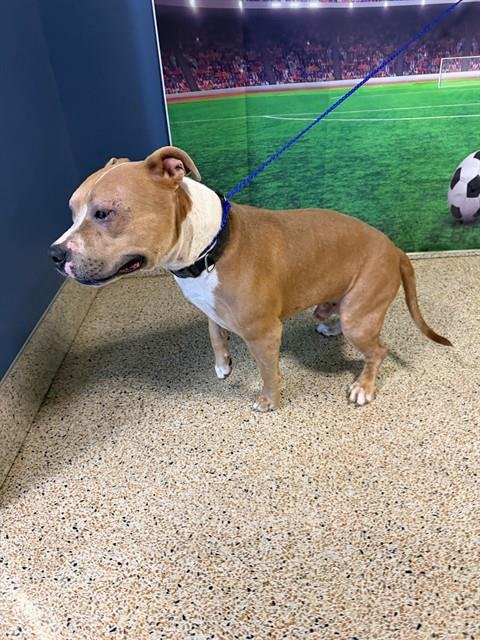 TOM - American Bulldog available for adoption