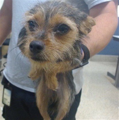 MINNIE - Rat Terrier / Yorkshire Terrier Yorkie available for adoption