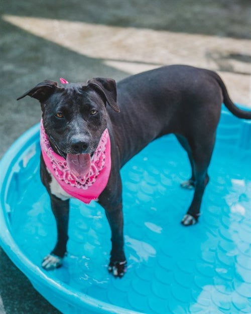 LUNA - American Pit Bull Terrier available for adoption