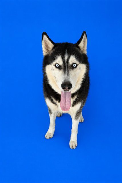 MAJOR - Siberian Husky available for adoption