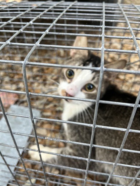 SHADOW - Domestic Long Hair available for adoption