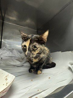 PORCHE - Domestic Short Hair available for adoption