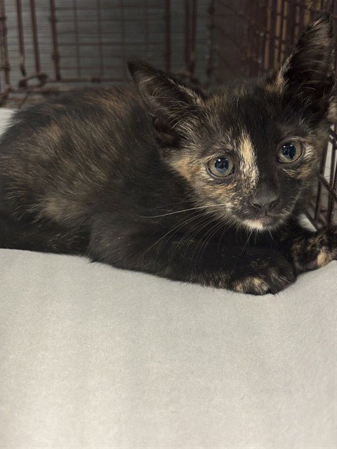 MACY - Domestic Short Hair available for adoption
