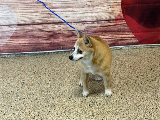 STEPHANIE - Chihuahua available for adoption