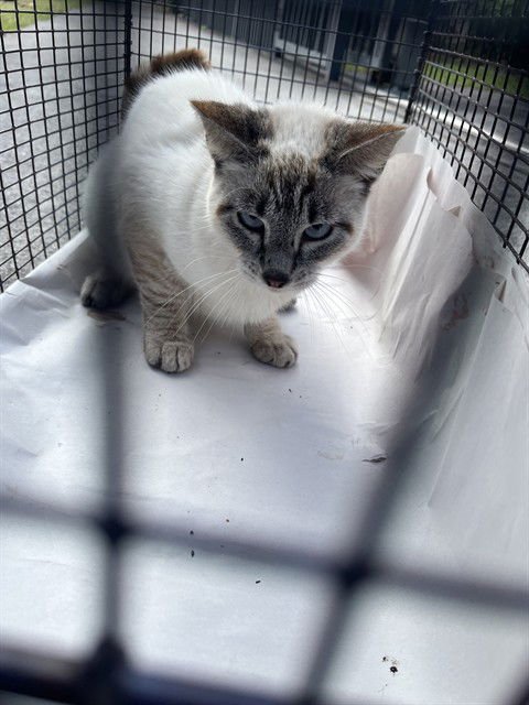 SNOW - Domestic Long Hair available for adoption