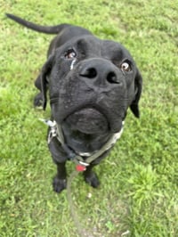 WILLOW - Photo 1