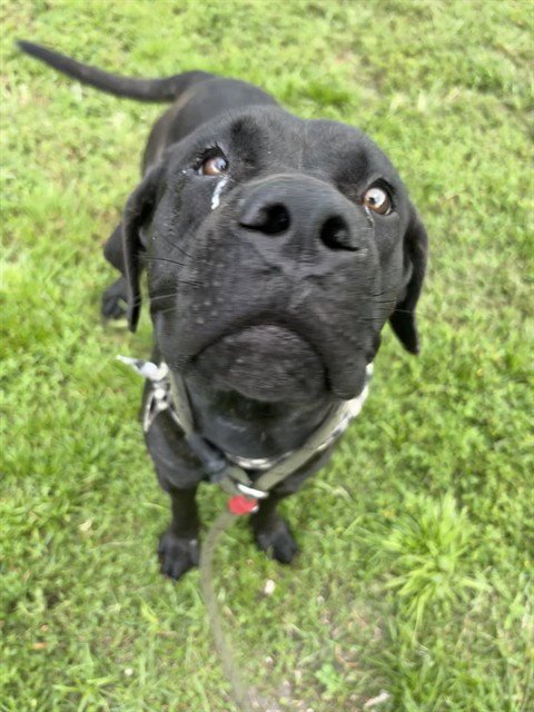 WILLOW - Labrador Retriever available for adoption