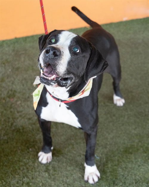 ALBERT - Pointer available for adoption
