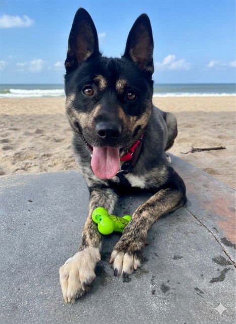 ROCKY - Australian Kelpie available for adoption