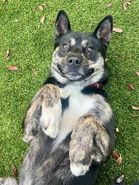 ROCKY - Australian Kelpie for adoption in Miami